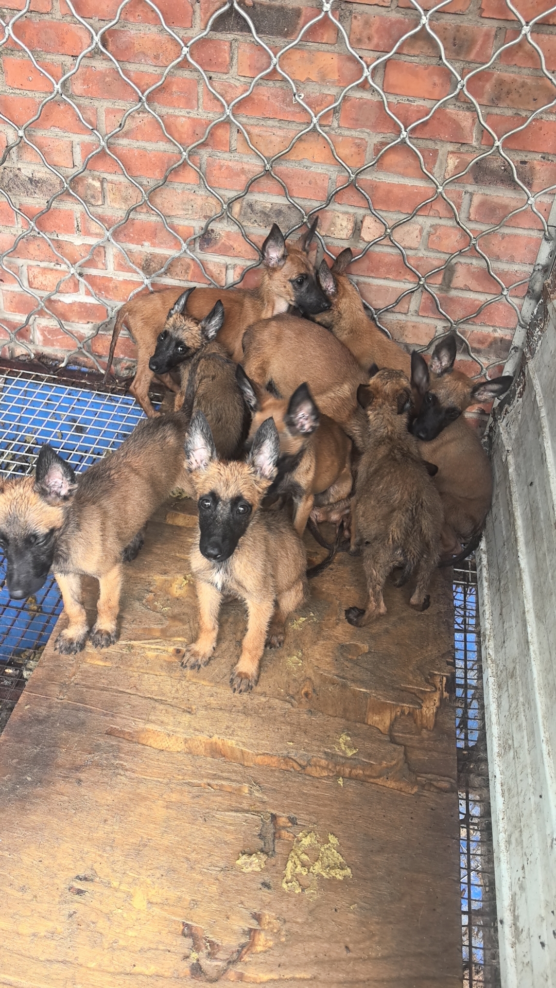 自家繁殖便宜处理，黄色马犬，双血统马犬